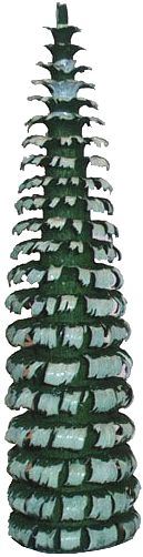 Ringelbaum ohne Stamm - grün/weiß, 10 cm